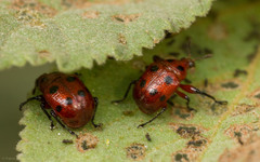 Henicolabus octomaculatus