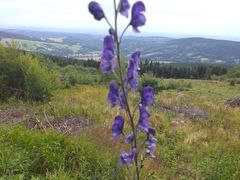 Aconitum plicatum
