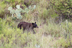 Ursus americanus eremicus
