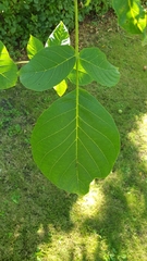 Juglans regia