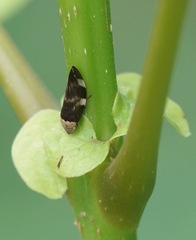 Ptyelinellus praefractus