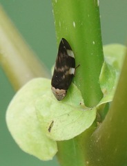 Ptyelinellus praefractus