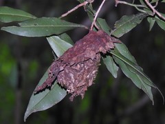 Calligaster himalayensis