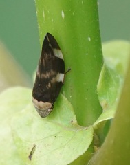 Ptyelinellus praefractus