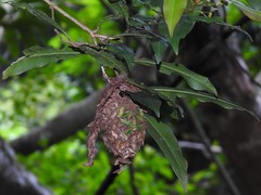 Calligaster himalayensis