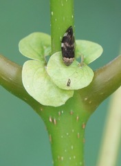 Ptyelinellus praefractus