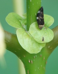 Ptyelinellus praefractus