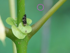 Ptyelinellus praefractus