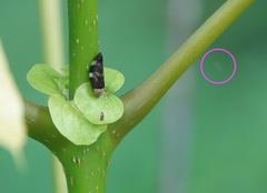 Ptyelinellus praefractus