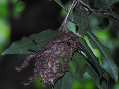 Calligaster himalayensis