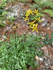 Senecio taitungensis