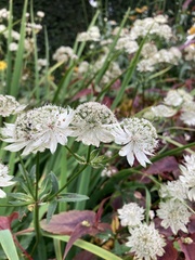 Astrantia