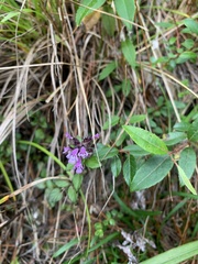 Clinopodium laxiflorum