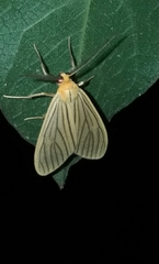 Biturix venosata