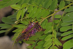 Amorpha fruticosa