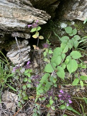 Clinopodium laxiflorum