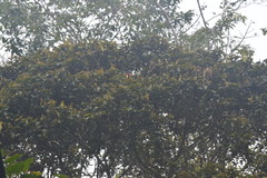 Pericrocotus solaris montanus