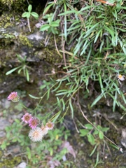 Erigeron morrisonensis fukuyamae