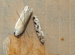 Nemapogon nevadella