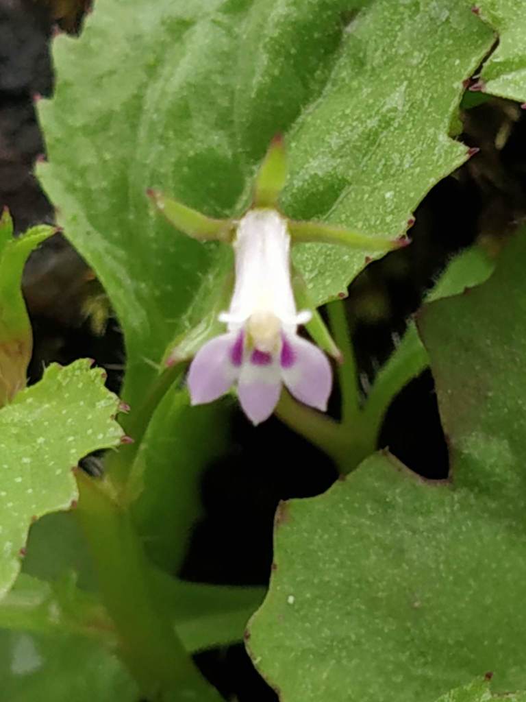 Lobelia heyneana