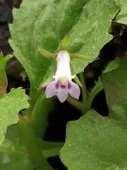 Lobelia heyneana