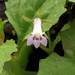 Lobelia heyneana
