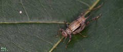 Svistella bifasciata