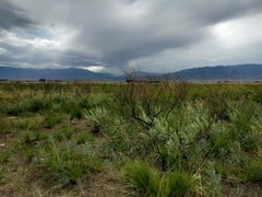 Halimodendron halodendron