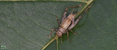 Svistella bifasciata