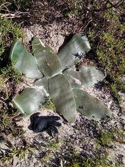 Brunsvigia orientalis