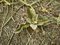 Verbascum songaricum