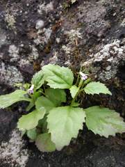 Lobelia heyneana