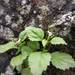 Lobelia heyneana 2