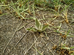 Verbascum songaricum