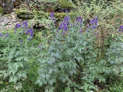 Aconitum fukutomei