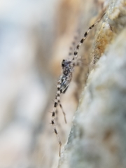 Pardosa lapidicina