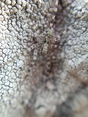 Pardosa lapidicina