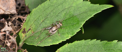 Svistella bifasciata