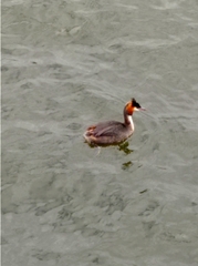 Podiceps cristatus