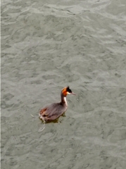 Podiceps cristatus