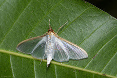 Cydalima