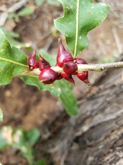 Disholcaspis pattersoni