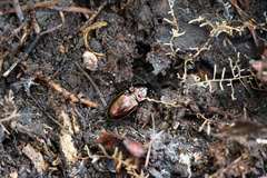 Pterostichus burmeisteri