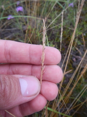Festuca rubra rubra