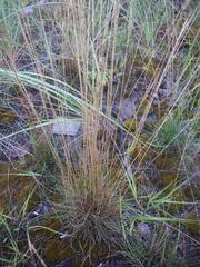 Festuca rubra rubra