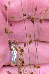 Bulbostylis capillaris