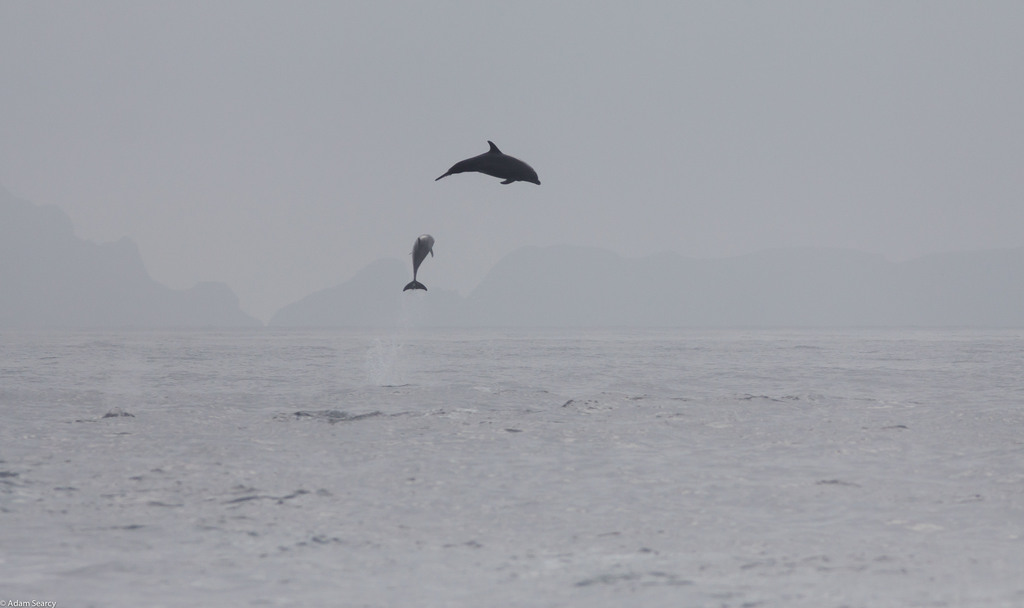 Black porpoise