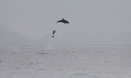 Photo of Common bottlenose dolphin (Tursiops truncatus)