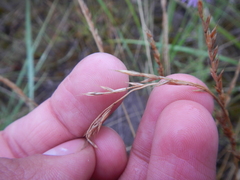 Festuca rubra rubra