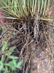 Bulbostylis capillaris